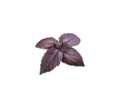 Wkład nasienny Lingot (bazylia purpurowa) Veritable